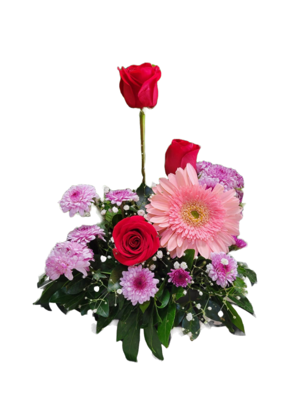 R6 - GERBERA